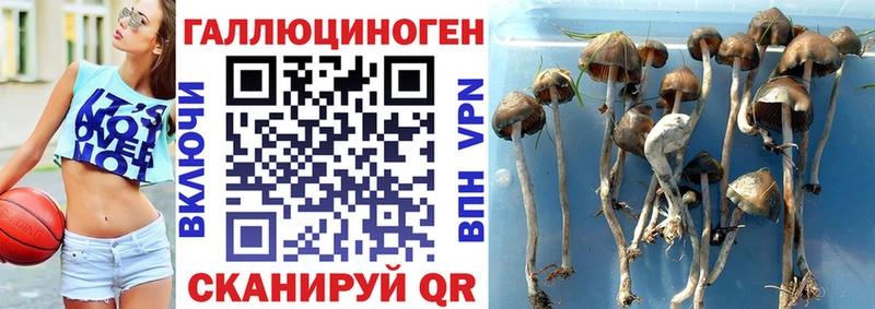 Псилоцибиновые грибы MAGIC MUSHROOMS  Салаир 
